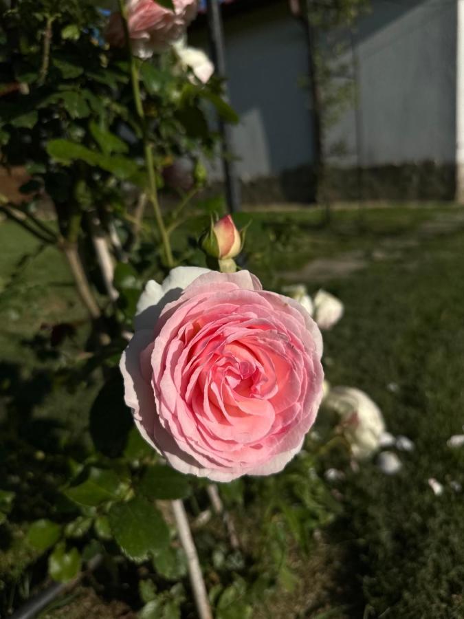 Хотелски Комплекс Копитото Tamarino Extérieur photo